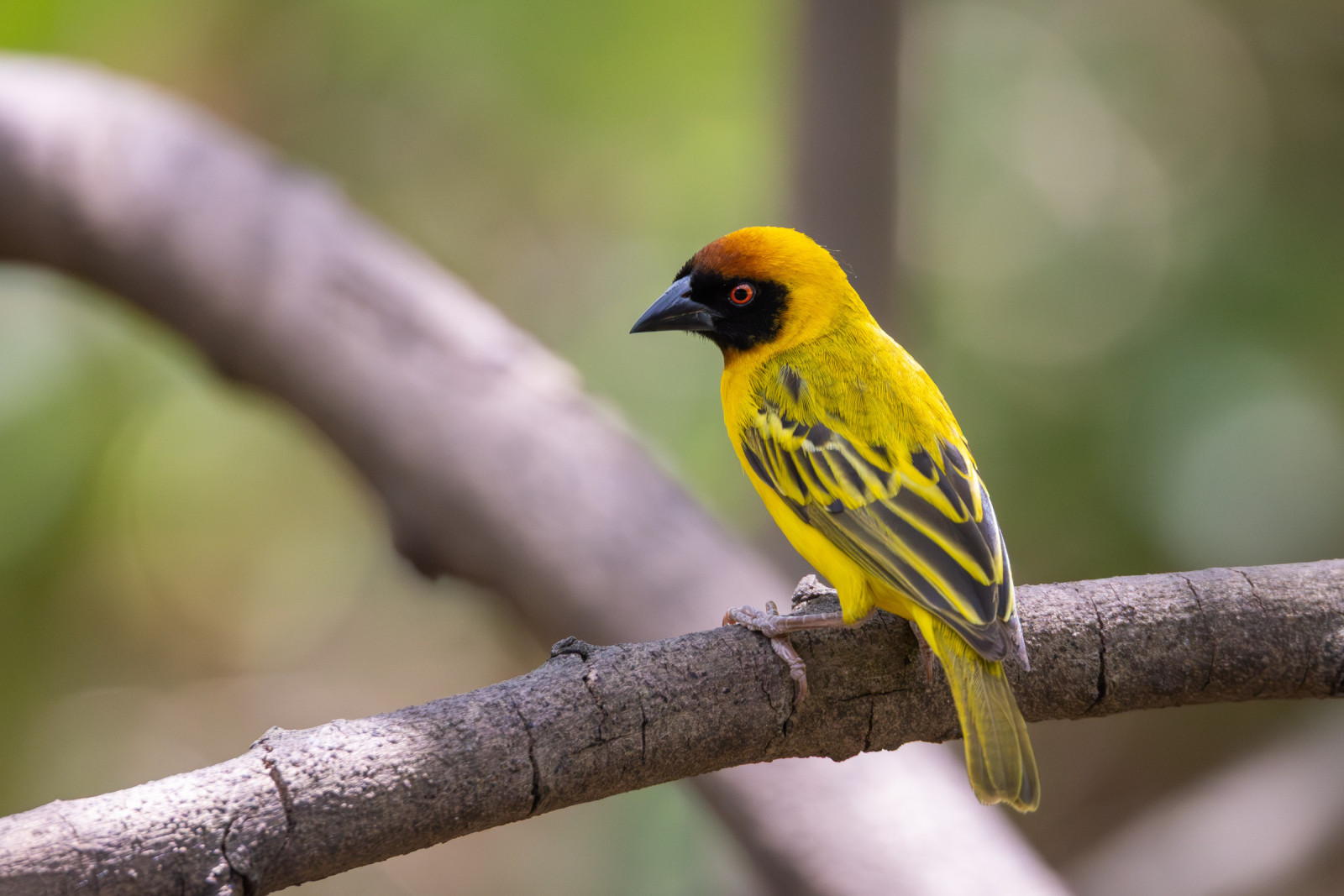 image Vitelline Masked-Weaver